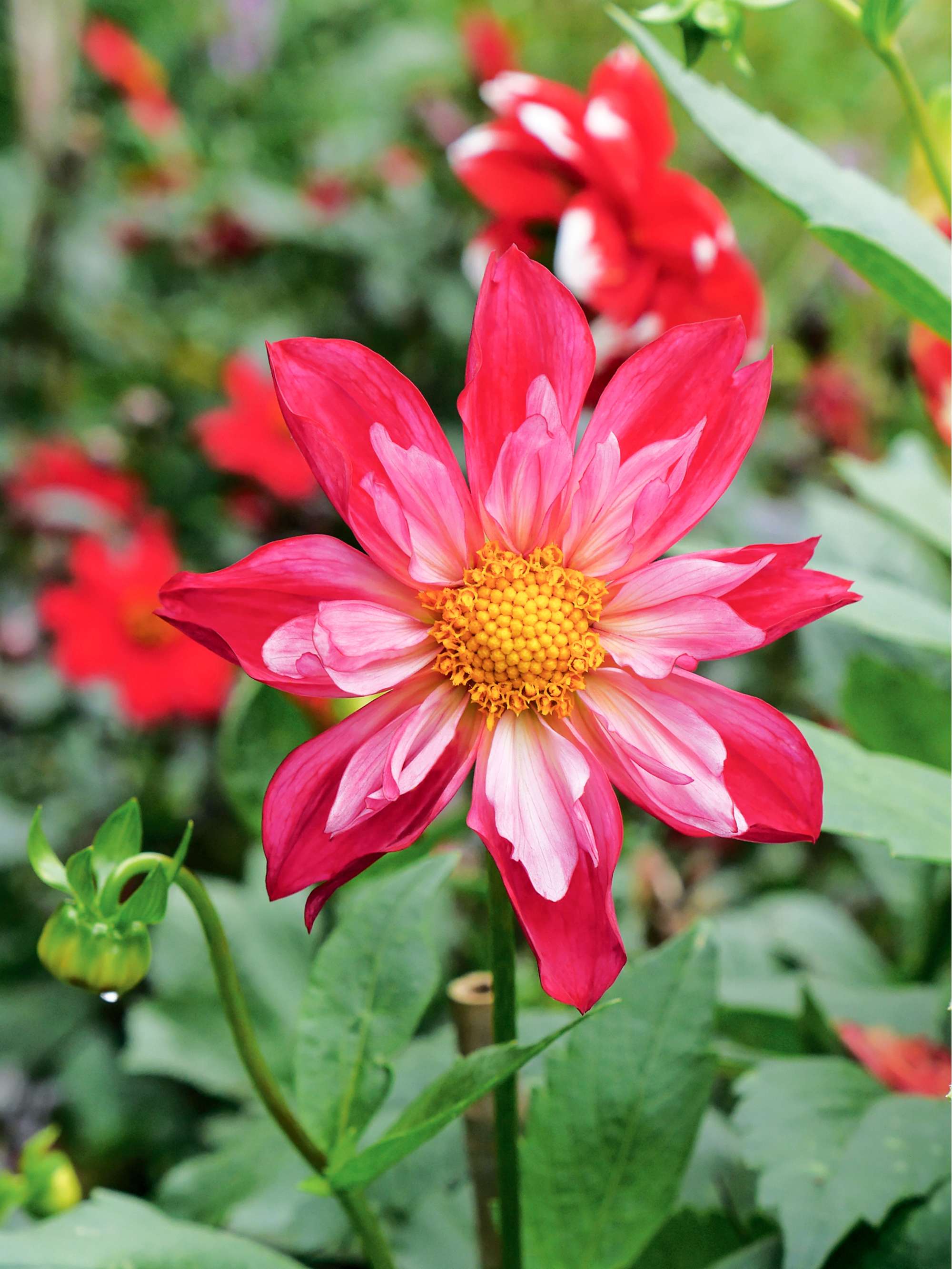 Dahlia 'Cherry Star'